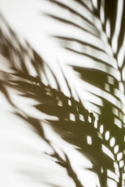 Defocused Palmblattschatten auf weißem Hintergrund
