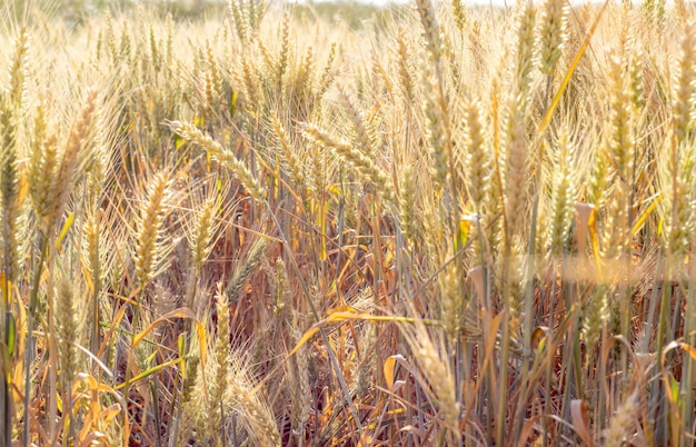 defokussiert weizenfeldwachstum natur erntebrotbackenhausbäckerei landwirtschaft bauernhofreifung