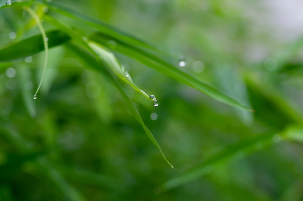 Defokussierte Bambusblätter nach Regen für natürlichen Hintergrund