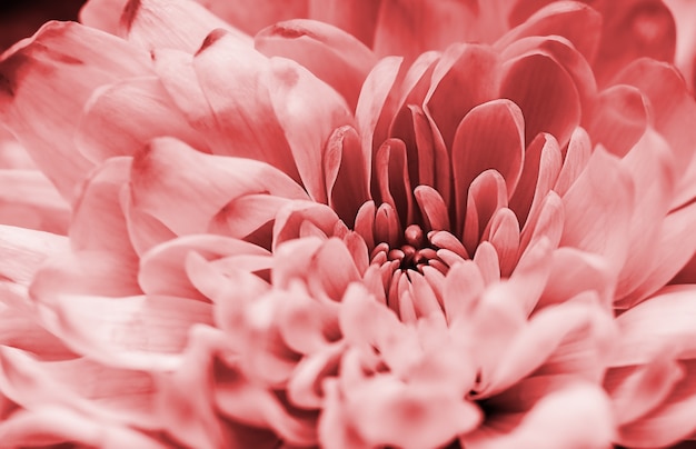 Defokussierte Pastellkorallen-Dahlienblütenblätter Makro, floraler abstrakter Hintergrund. Nahaufnahme von Blumendahlie für Hintergrund, Weichzeichner.