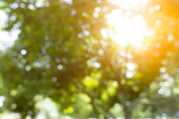 defokussierter Bokeh-Hintergrund des Gartens mit blühenden Bäumen im sonnigen Tageshintergrund