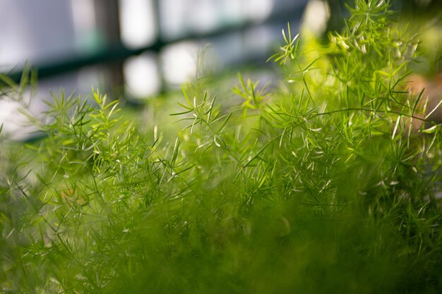 Defokussierter grüner Hintergrund vom Cyperus im Gewächshaus