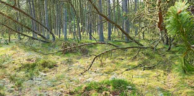 Deforestación de abetos, cedros o pinos en bosques tranquilos en Alemania Vista panorámica de un remoto bosque de coníferas verde y exuberante Conservación de la naturaleza ambiental y cultivo de resina de áreas silvestres