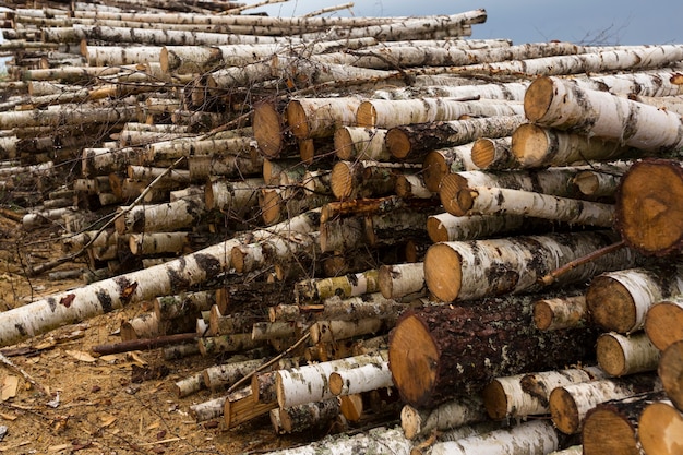 Deforestación, destrucción de bosques. Aprovechamiento de madera. Pila, pila de muchos troncos aserrados de pinos y abedules. Foto de alta calidad