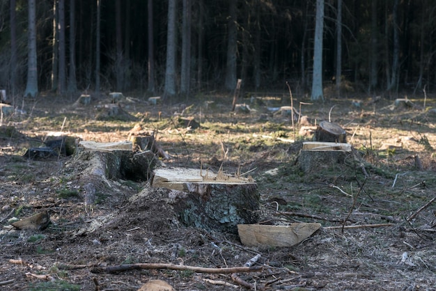 Deforestación en Europa y en todo el mundo, problemas ambientales destrucción de la naturaleza