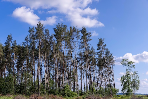 Deforestación y extracción de madera en Europa del Este