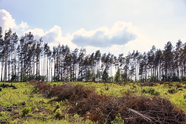 Deforestación y extracción de madera en Europa del Este