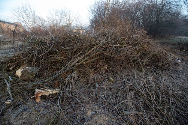 Deforestación para leña para calefacción Apagón Preparación de broza para el horno de invierno