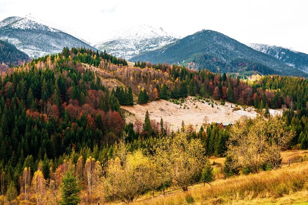 La deforestación en las montañas de los Cárpatos, vista en un hermoso día cálido y nublado