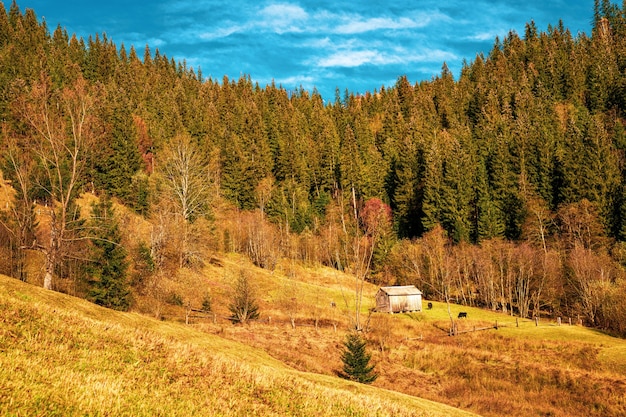 Deforestación en las montañas de los Cárpatos