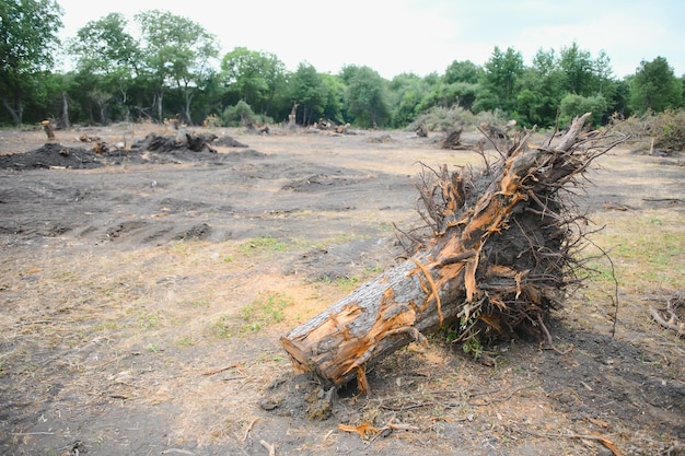 Deforestación problema ambiental selva tropical destruida por plantaciones de palma aceitera