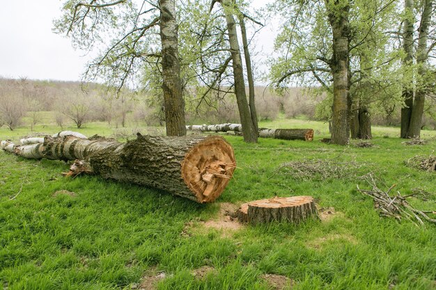 La deforestación, el problema global, los árboles talados en la hierba verde