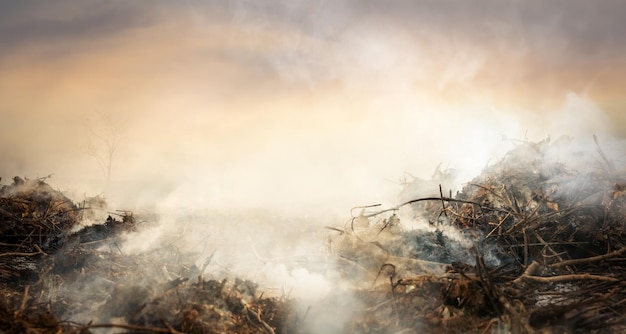 Deforestación de la selva tropical en Asia Contaminación del aire y el humo de los campos agrícolas en llamas Calentamiento global Fondo del concepto de ecología