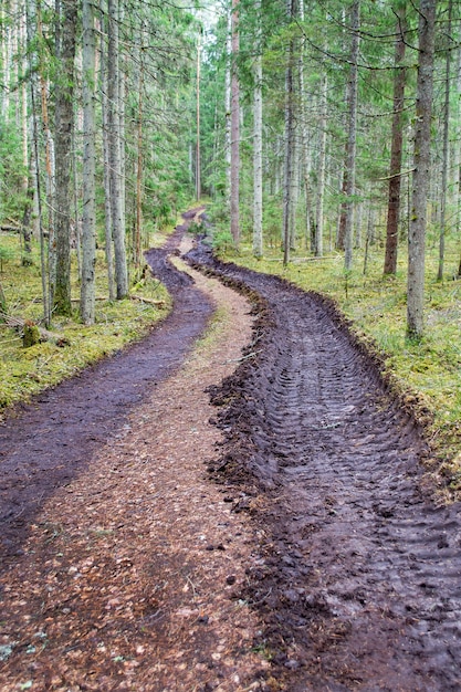 La deforestación y la tala de bosques la tala de árboles la extracción de madera de neumáticos de automóviles grandes impresión en el suelo rastros de