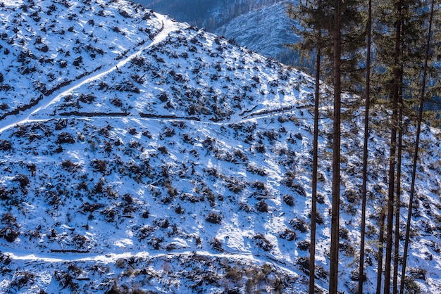 Foto deforestación, tala de bosques