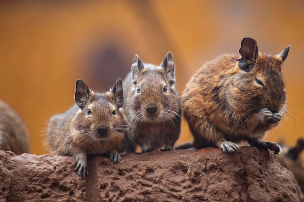 Degu geht mit seinem Gefährten spazieren