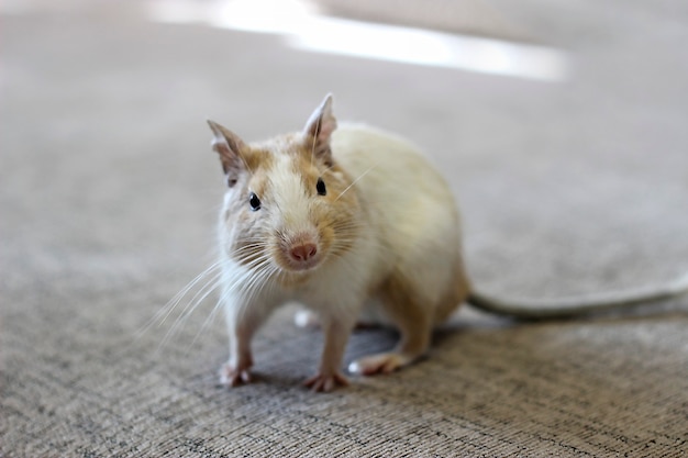 Degu se sienta en la mesa y mira a los ojos. El color del degu es arena manchada