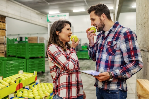 Degustação de maçãs no armazém da fábrica. Um homem e uma mulher em camisas xadrez estão parados ao lado de caixotes de maçãs e se preparando para morder uma maçã. Produção de frutas orgânicas