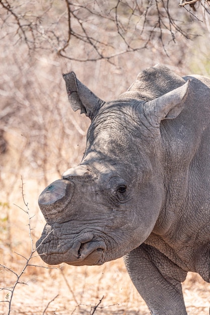 Dehorned Rhino Closeup Portrait im Hwange Nationalpark Simbabwe