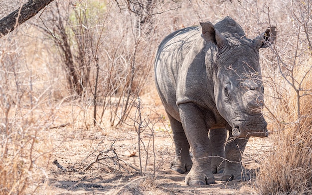 Dehorned Rhino Closeup Portrait im Hwange Nationalpark Simbabwe