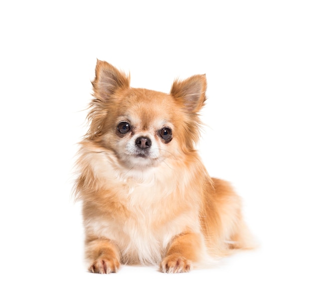 Deitado cachorro Chihuahua marrom, isolado