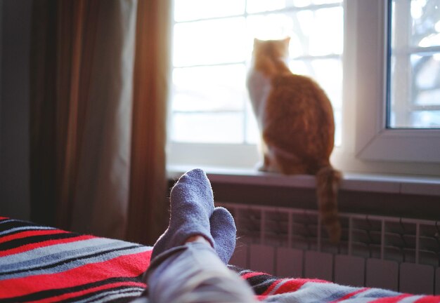 Deitado e relaxando na cama em um dia ensolarado gato sentado na janela