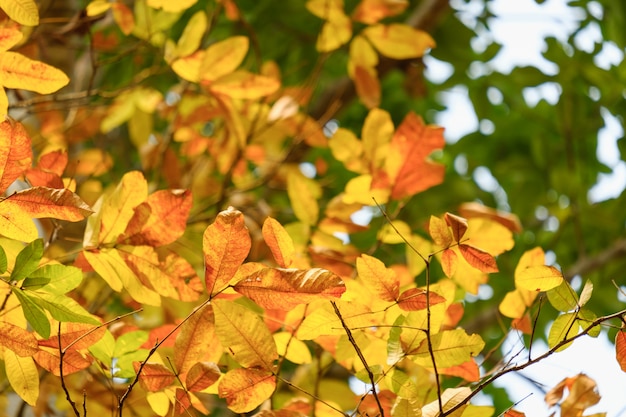 Deixa a cor laranja na natureza