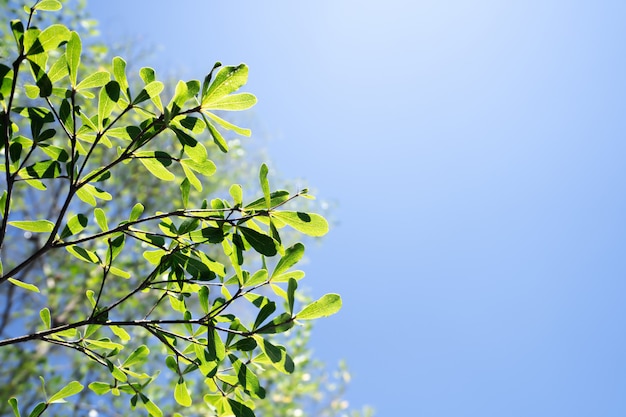 Foto deixa as árvores no fundo do céu azul