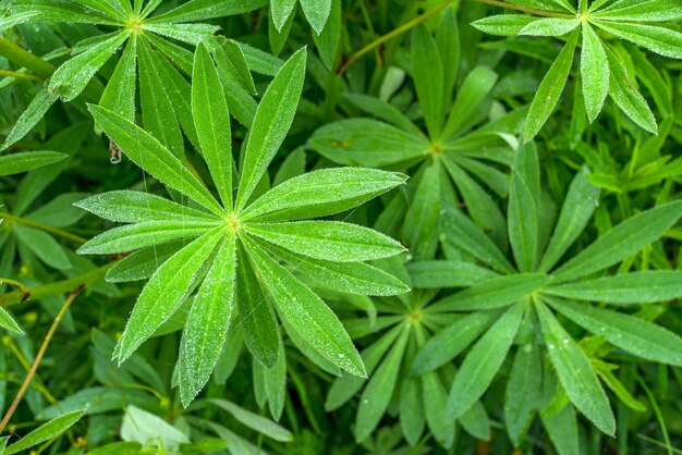 Deixa Lupin no orvalho Lupinus tremoço rosa roxo e azul Linda imagem de fundo