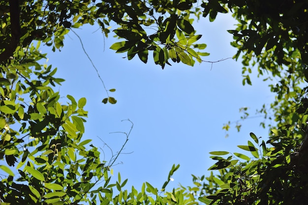 Foto deixa o fundo da árvore para adicionar texto