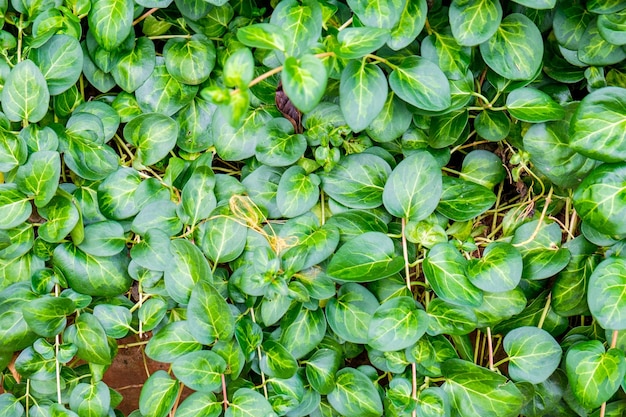 Deixa o padrão de raízes verdes