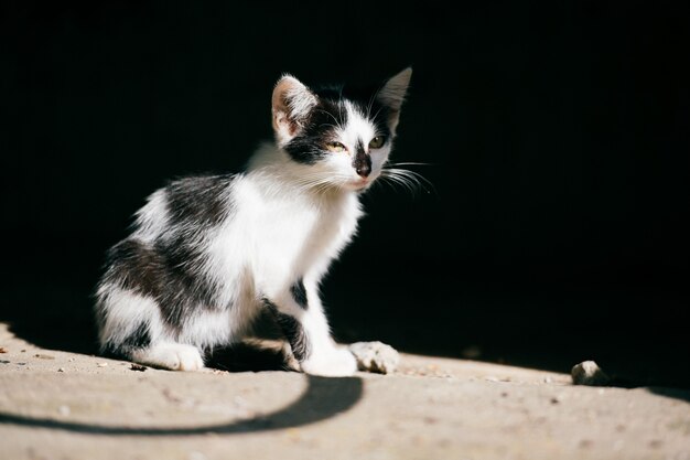 Deixou o gatinho sem-teto urbano sentado na sombra abstrata no preto, olhando ao redor. Gato bonito vagrant peludo ao ar livre. Perdido animal doméstico com fome procurando casa e comida ..