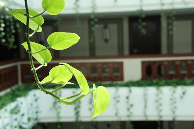 Deja la hiedra verde en el hotel