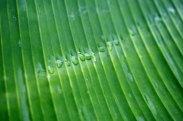 Deja el papel pintado del fondo de la textura de los árboles del bosque tropical