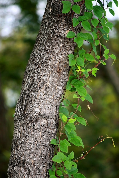 Deja el papel pintado del fondo de la textura de los árboles del bosque tropical