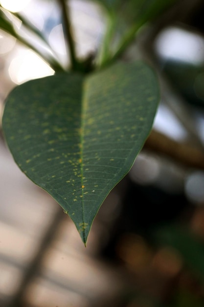 Deja el papel pintado del fondo de la textura de los árboles del bosque tropical