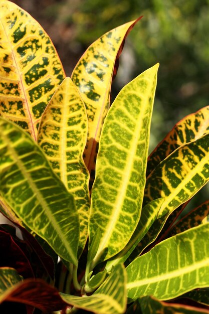 Deja el papel pintado del fondo de la textura de los árboles del bosque tropical