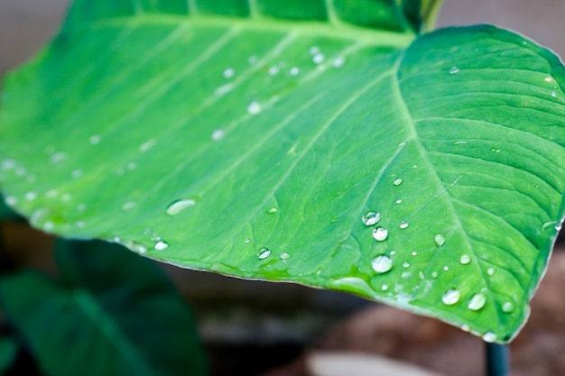 dejar y detalle de gotas de agua