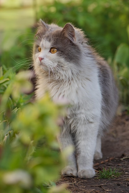 Dejar que el gato salga por primera vez Introducir al gato al exterior