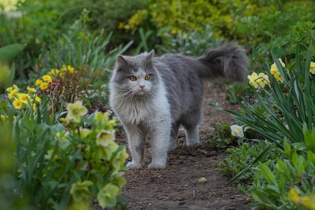 Dejar que el gato salga por primera vez Introducir al gato al exterior