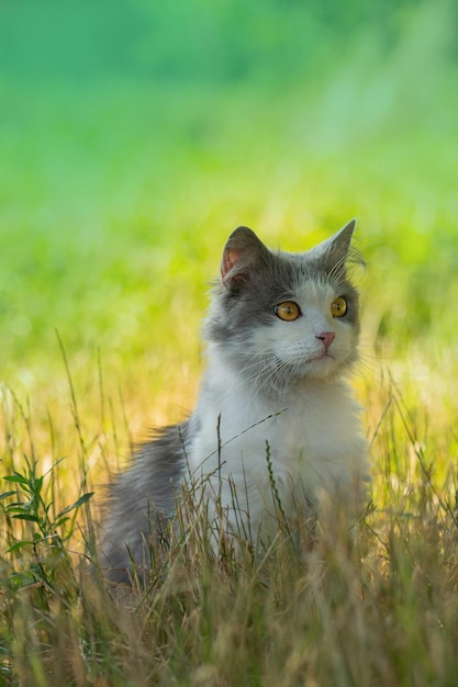 Dejar que el gato salga para que sienta el sabor de la libertad y respire aire fresco en el jardín.