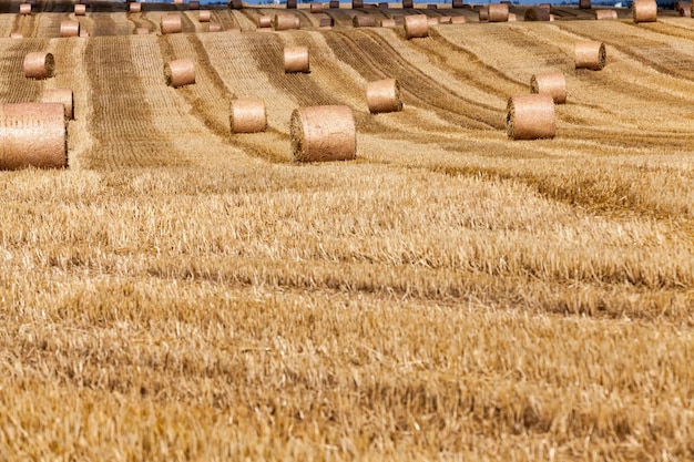 Se dejaron pilas de paja de trigo después de la cosecha de trigo, un campo agrícola en el que había pilas de paja