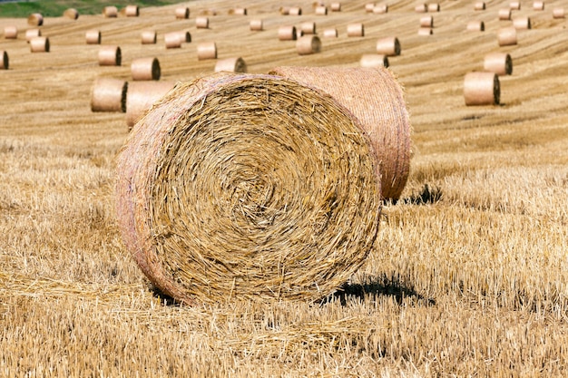 Se dejaron pilas de paja de trigo después de la cosecha de trigo.