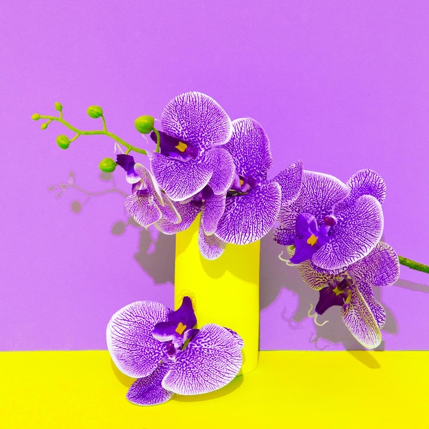 Dekor Blumen Calla im violetten gelben Raum Minimalistische Szene