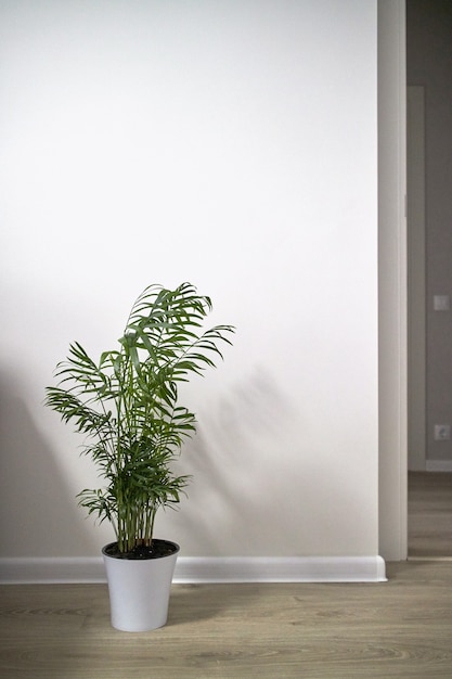 Dekorative Areca-Palme in einem weißen Keramiktopf gegen eine weiße Wand und einen Korridor im Haus