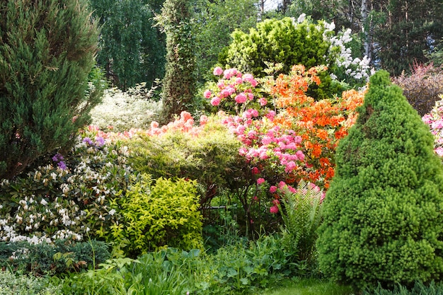 Dekorative Bäume, Sträucher und Blumen im Garten: Fichte, Lebensbaum