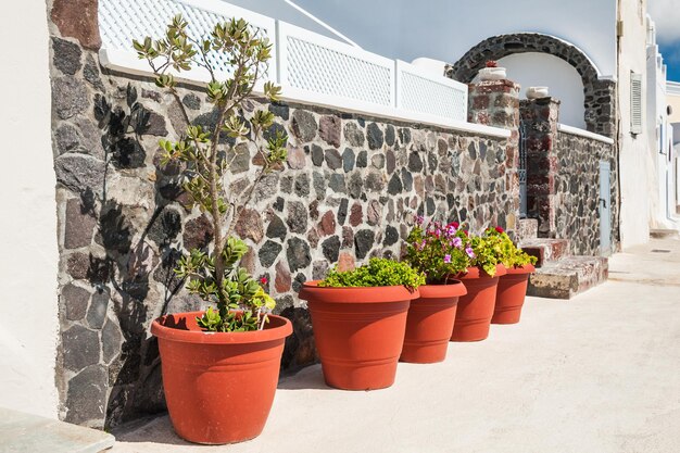 Dekorative Blumen auf der Straße in der Stadt Fira, Santorini, Griechenland.