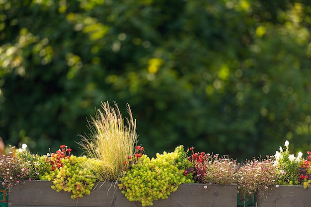 Dekorative Blumentöpfe mit Blumen auf defocused Stadthintergrund mit Kopienraumnahaufnahme