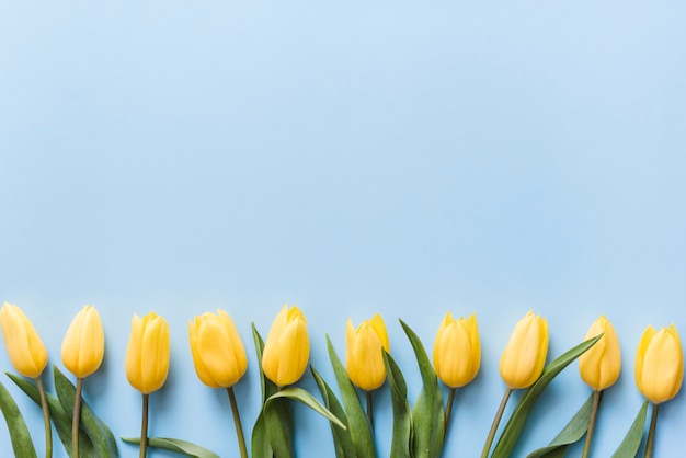 Dekorative bunte Tulpenblumen auf einem Hintergrund