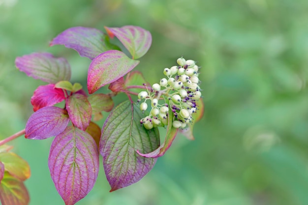 Dekorative Cornus-Büsche im Garten. Landschaftsdesign.